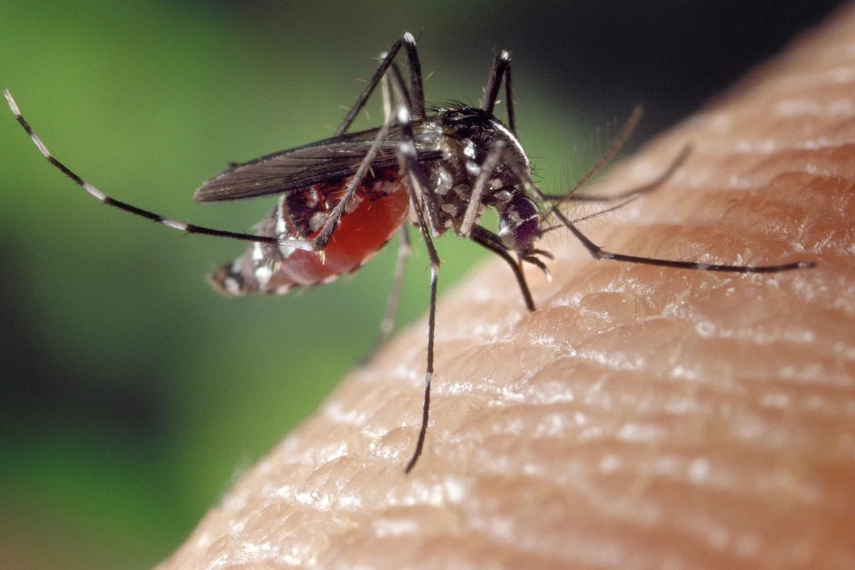 Como a dengue se manifesta na sua boca? 